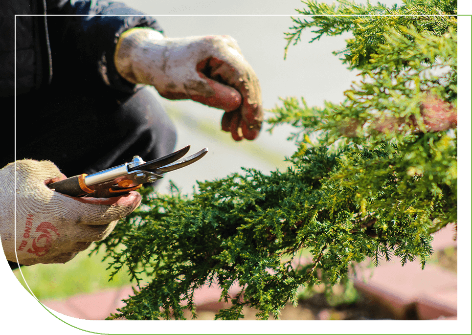 Close up of a gardener woman pruning a cypress